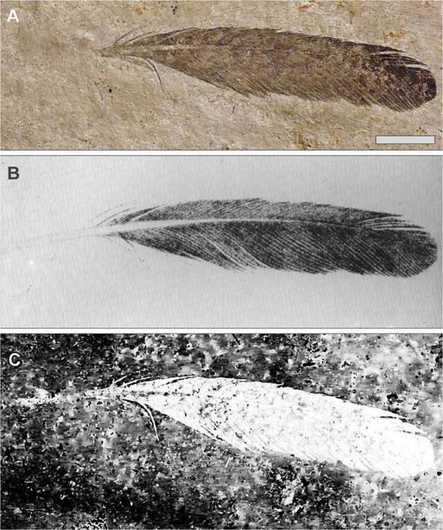 新激光诱导荧光技术指仅有的原始羽毛标本可能并非属于印石板始祖鸟