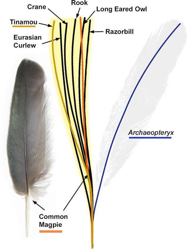 新激光诱导荧光技术指仅有的原始羽毛标本可能并非属于印石板始祖鸟