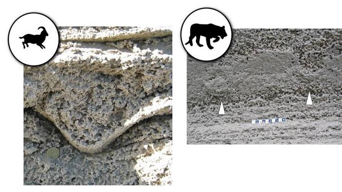 直布罗陀沙质沉积物中发现尼安德特人足迹