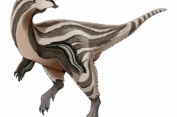 蒙古戈壁沙漠发现新恐龙——虎尾龙Gobiraptor minutus