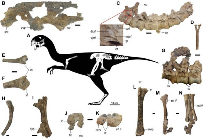 蒙古戈壁沙漠发现新恐龙——虎尾龙Gobiraptor minutus