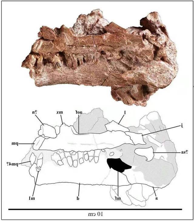 云南省楚雄彝族自治州禄丰早侏罗世地层发现幼体恐龙化石 不属于任何已知属种