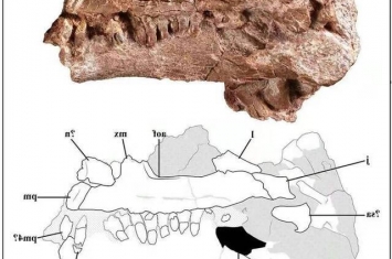 云南省楚雄彝族自治州禄丰早侏罗世地层发现幼体恐龙化石 不属于任何已知属种