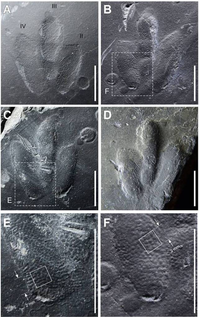 韩国最袖珍恐龙足迹化石上留有皮肤印痕