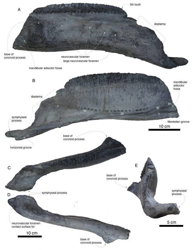 日本南部岛屿发现新的鸭嘴龙物种Yamatosaurus izanagii