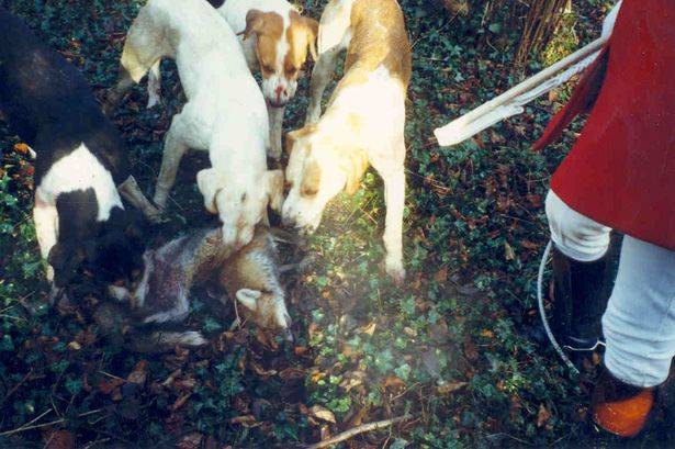 英国议员将会就狩猎法案修正案进行表决 猎犬遭残杀或将合法化