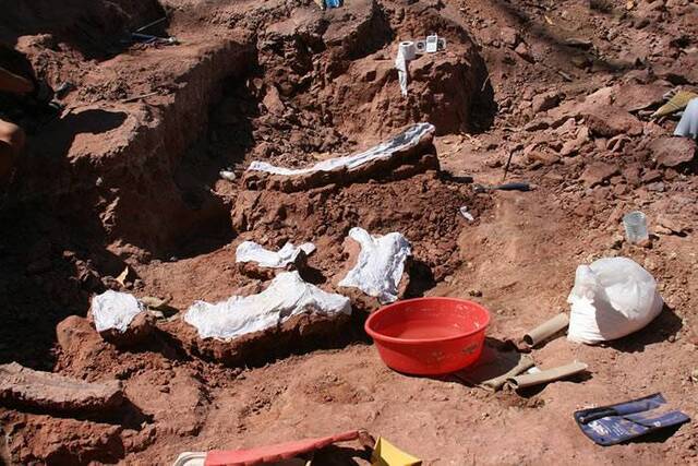 非洲发现一种有着心形尾骨的恐龙——Mnyamawamtuka moyowamkia