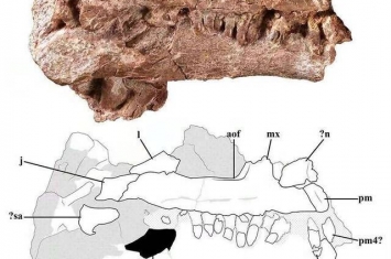 云南禄丰挖掘出土一具不属于任何已知属种的恐龙化石