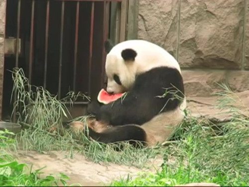 熊猫古古是什么样的