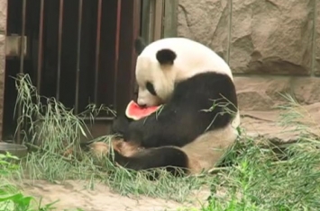 熊猫古古是什么样的
