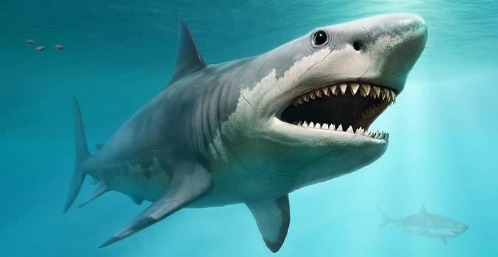 新研究揭示巨齿鲨灭绝的原因：海洋温度的变化和大白鲨的崛起