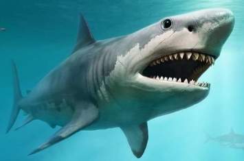 新研究揭示巨齿鲨灭绝的原因：海洋温度的变化和大白鲨的崛起
