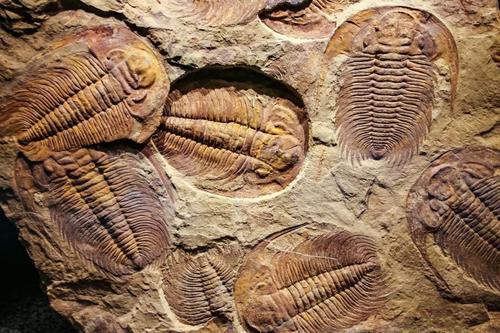 三叶虫化石是什么时代的