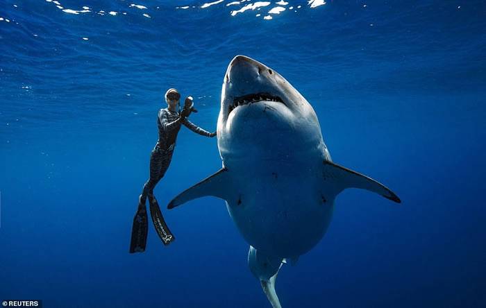 海洋怪物级大白鲨“深蓝”在美国夏威夷海岸被潜水员拍到