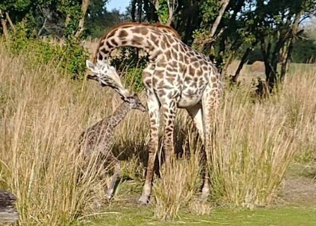 美国迪士尼主题公园长颈鹿在众目睽睽之下诞下宝宝