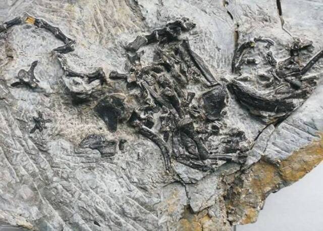 德国学者在2.4亿年前罗氏祖龟化石中发现癌细胞 成有史以来最古老的癌症病例