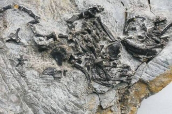 德国学者在2.4亿年前罗氏祖龟化石中发现癌细胞 成有史以来最古老的癌症病例