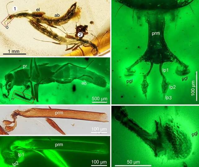 缅甸琥珀中发现极其罕见地保存了高度特化的捕食器官的突眼隐翅虫化石