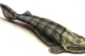 盔甲鱼类是什么物种