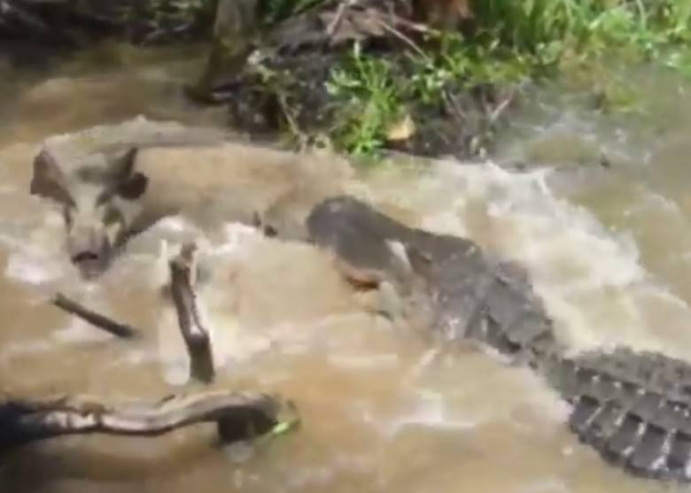 美国新奥尔良冷血游客引野猪下河成鳄鱼大餐