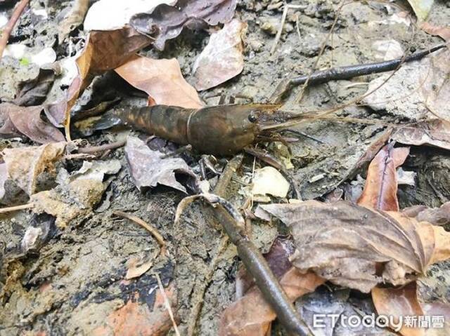 贪食沼虾！台湾高雄寿山淡水水域发现15CM巨型“过山虾”