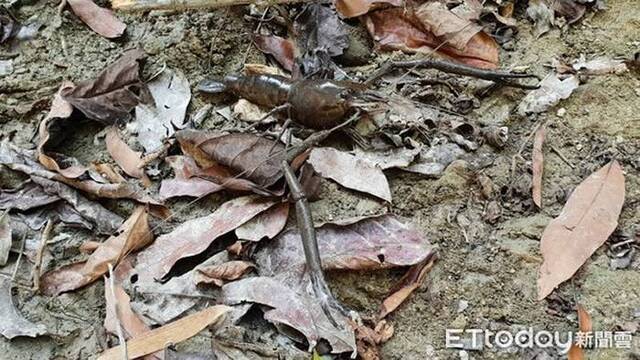 贪食沼虾！台湾高雄寿山淡水水域发现15CM巨型“过山虾”