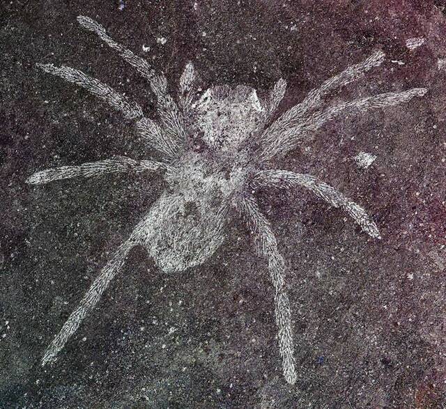 韩国Namhae地区下白垩统晋州组发现眼睛仍能反射光线的蜘蛛化石
