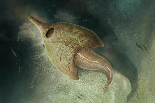 新发现的4.1亿年前鸭吻鱼类是什么样的