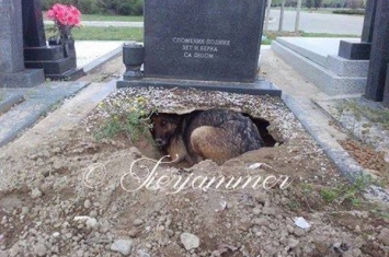 网络上流传塞尔维亚“守墓忠犬”