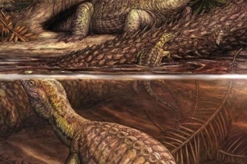 2.4亿年前已经有癌症 德国乌龟化石上发现骨癌“骨膜性骨肉瘤”