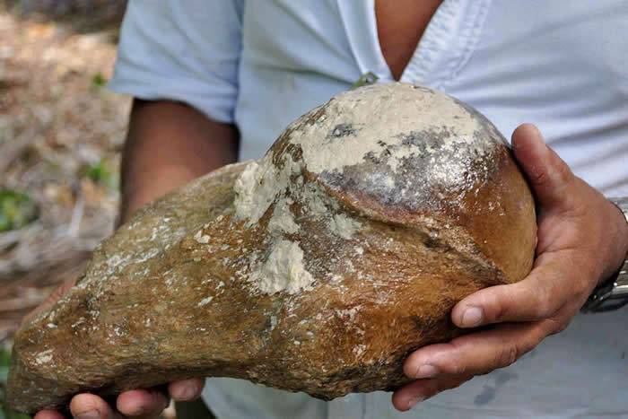 在伯利兹发现的2.7万年前巨型地懒化石中的牙齿泄露其所生活的世界