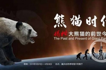 重庆自然博物馆“熊猫时代——揭秘大熊猫的前世今生”特展