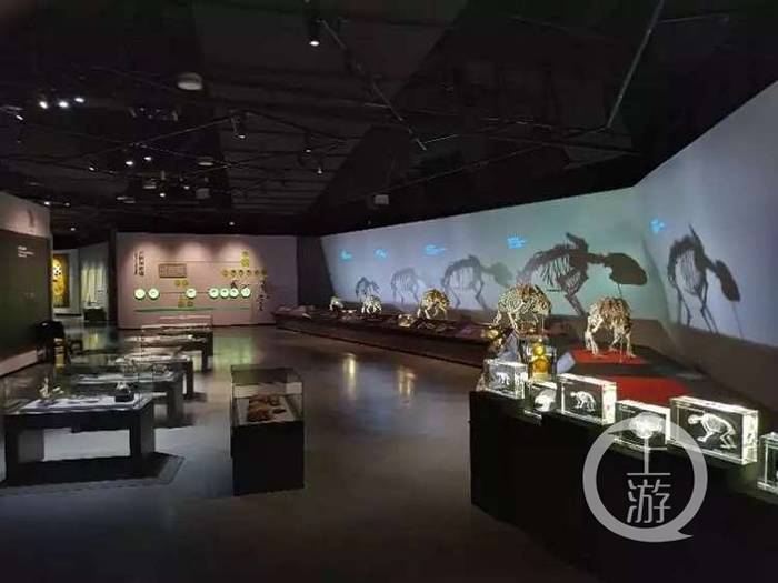重庆自然博物馆“熊猫时代——揭秘大熊猫的前世今生”特展