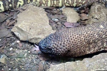 俄罗斯莫斯科动物园三年多来首次诞生墨西哥毒蜥