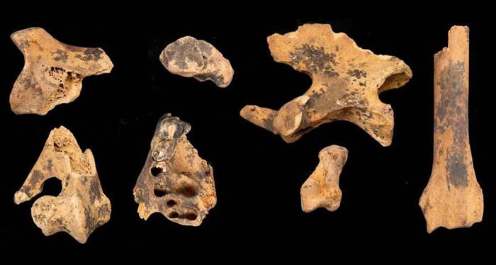 约旦新石器时代遗址Shubayqa 6遗址发现11500年前狗已在帮助人类狩猎的证据
