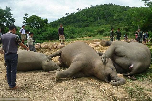 泰国大象误触水塘电网 一家3口遭灭门