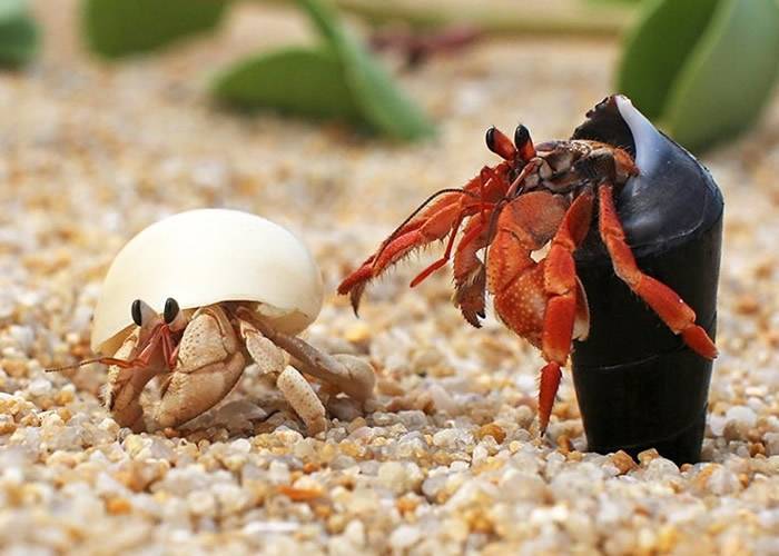 为防止甲壳被其他生物霸占 雄性寄居蟹进化出超长阴茎方便交配