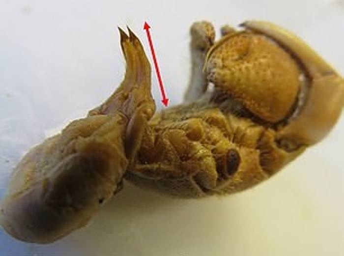为防止甲壳被其他生物霸占 雄性寄居蟹进化出超长阴茎方便交配