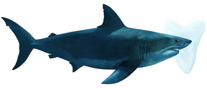 巨齿鲨灭绝时间提前100万年 要怪的可能就是大白鲨