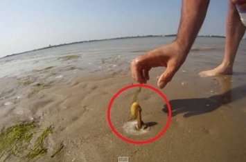 男子在英国南海岸沙滩上示范如何抓“竹蛏”