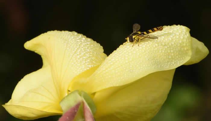 新研究指花能听到蜜蜂嗡嗡响 这让花蜜更香甜
