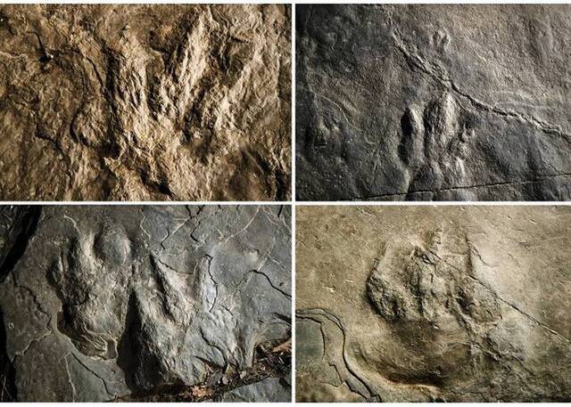 美国华盛顿福尔谷国家公园发现上亿年历史恐龙足印化石 游客日日踏于足下
