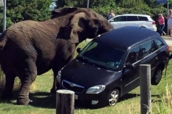 丹麦马戏团大象出巡被打发狂推倒汽车