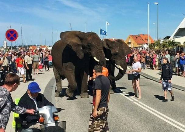丹麦马戏团大象出巡被打发狂推倒汽车