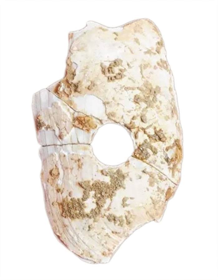 广东省英德市青塘遗址发掘出华南最早的穿孔蚌器与广东最早的陶器