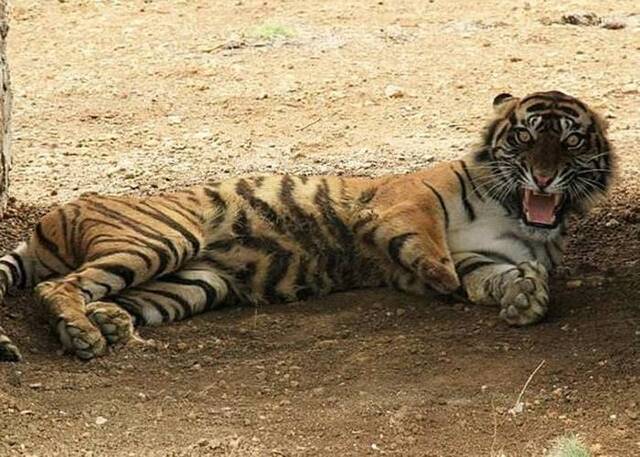 雌性苏门答腊虎“Gadis”曾掉陷阱截肢 康复后诞下一对幼虎