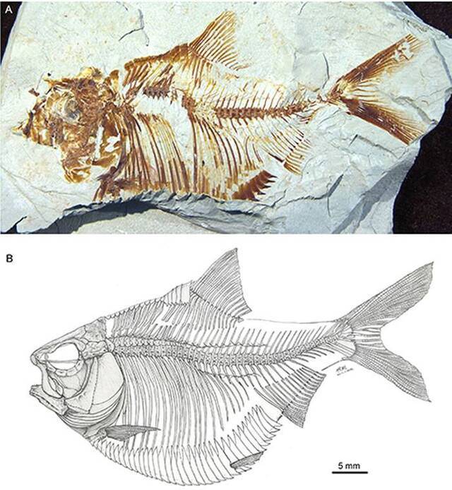 水涨鱼多：北非古鱼类最新研究成果揭示双棱鲱类历史与西特提斯洋演化的关系