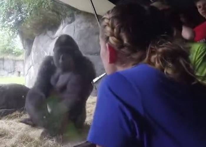 美国佛罗里达州主题公园西部低地大猩猩与训练员齐倒立 惊人默契证情谊