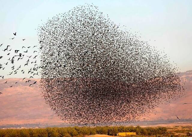 中东约旦河西岸椋鸟群飞令人目不转睛 队形壮观多变