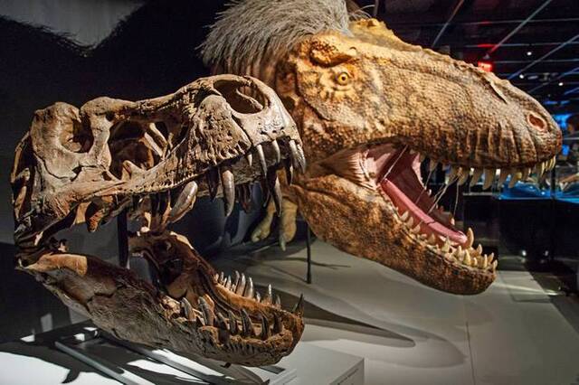 纽约美国自然历史博物馆举办霸王龙展览